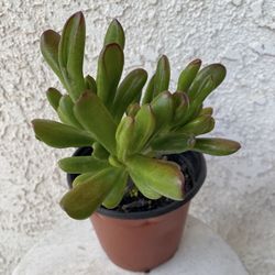 6 Inch Pot Succulent Plant - Crassula Ovata  - Gollum ET's Fingers Jade - Rooted & Established - Drought Resistant 🪴 
