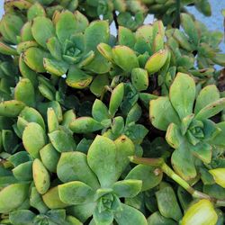 ORGANIC SUCCULENT PLANT.