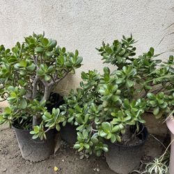 Jade Plants 