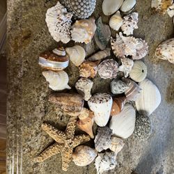 Collection of Seashells-liquidating, small, medium, and large. THESE ARE THE MEDIUM
