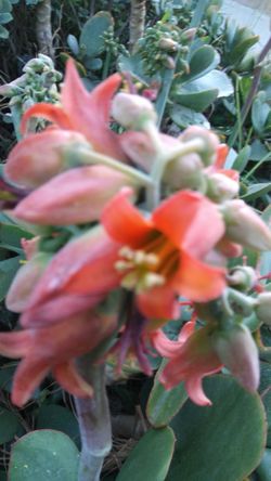 Large Succulents Orange Bell Flowers