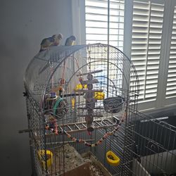 bird cage for sale