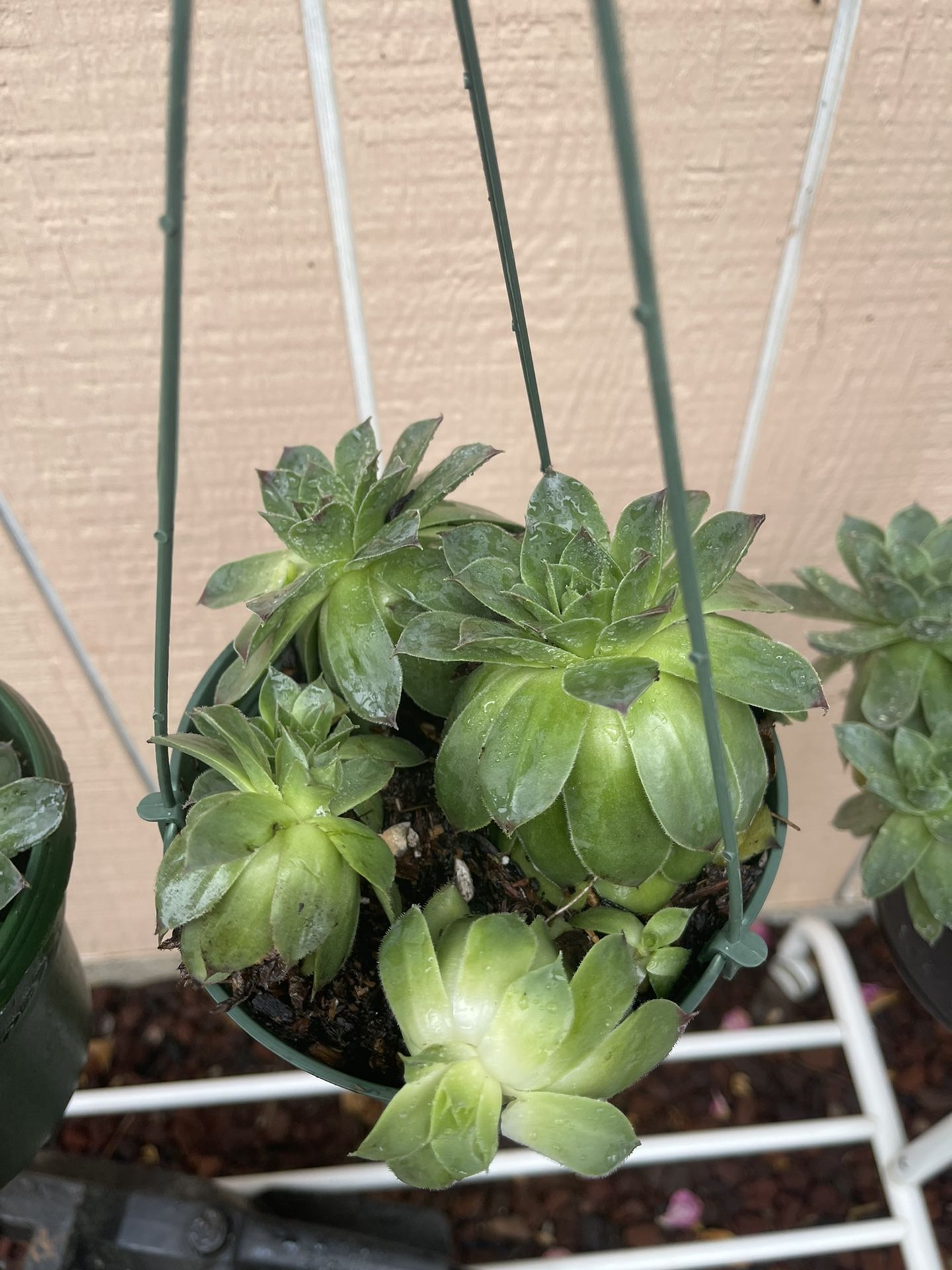 Succulents In 6 inches Hanger Pot
