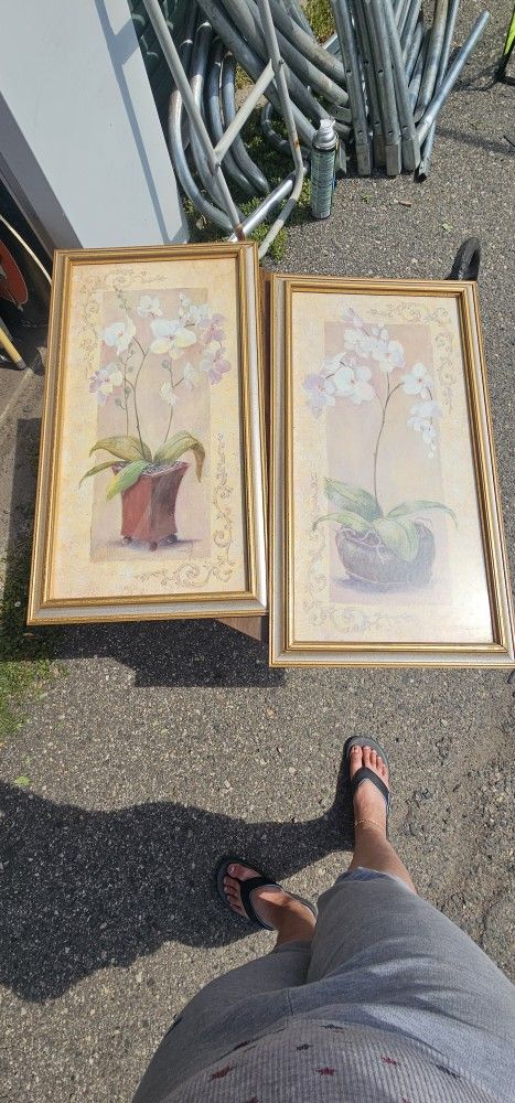 Orchid Pictures