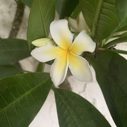 Plumerias Several Trees And Shrubs Available 25-100