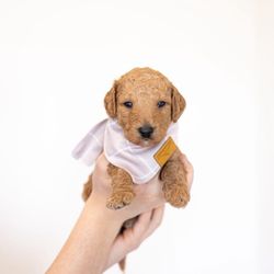 Adoption Goldendoodle 