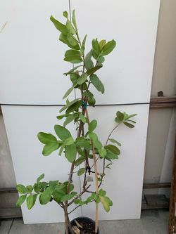 T2- Thai White Guava Tree