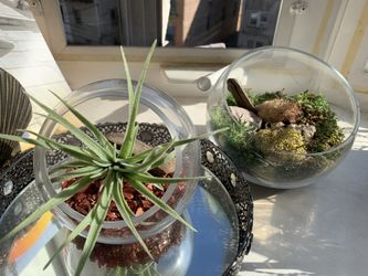 Set of two globe terrariums