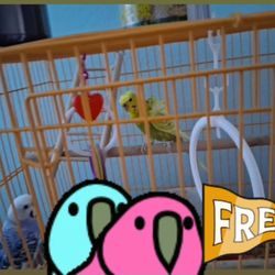 Budgies And Cage