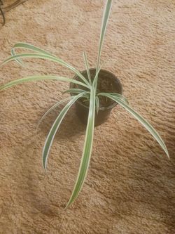 Spider plant