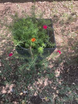 Incluido base 2 color