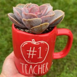 Teacher Mug With Succulents 
