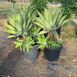 Plants