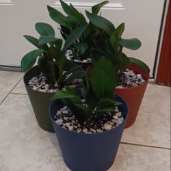 Burgundy peperomia house plants$10-12 Each pot