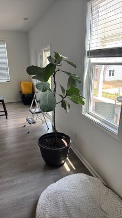 Two 6’ fiddle leaf figs plants