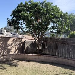 Palm Trees Trimming 