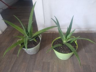 Aloe vera plants