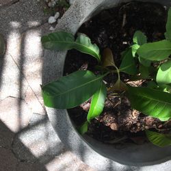 Mango Seedling 
