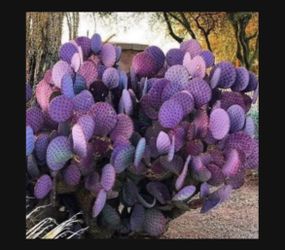 Gorgeous Santa Rita Prickly Pear Cactus Pads For Sale!!