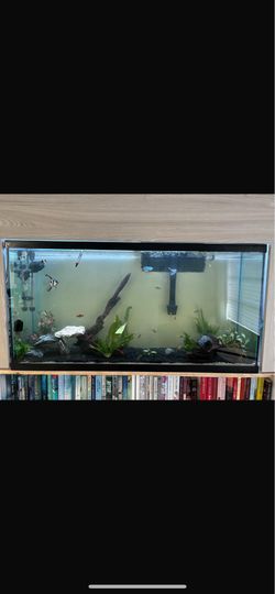 60 gallon fish tank