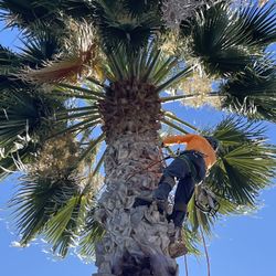 Fresno Palm And Tree 