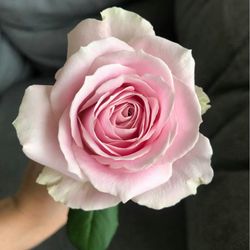 Rose live plant Sweet Avalanche Rose 2 gallons