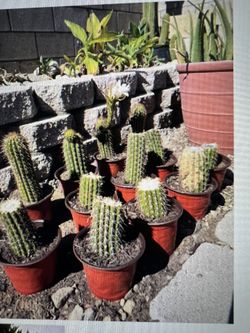 Golden Torch Cactus In 6” Pot