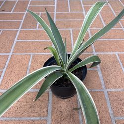 Caribbean Agave 🪴