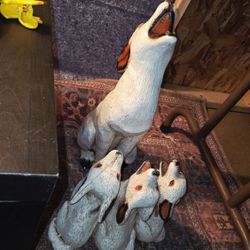 Mexican Imported Howling Wolves 