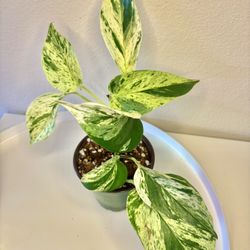 Two Indoor Plants - One Price