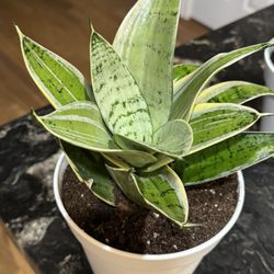 Birdnest Snake Plant