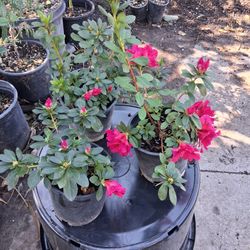 Azalea Flower Plant