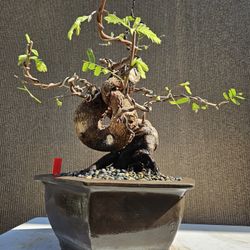 Old Tamarind (Tamarindus indica) Bonsai Tree
