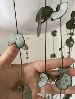String of Hearts Silver Glory