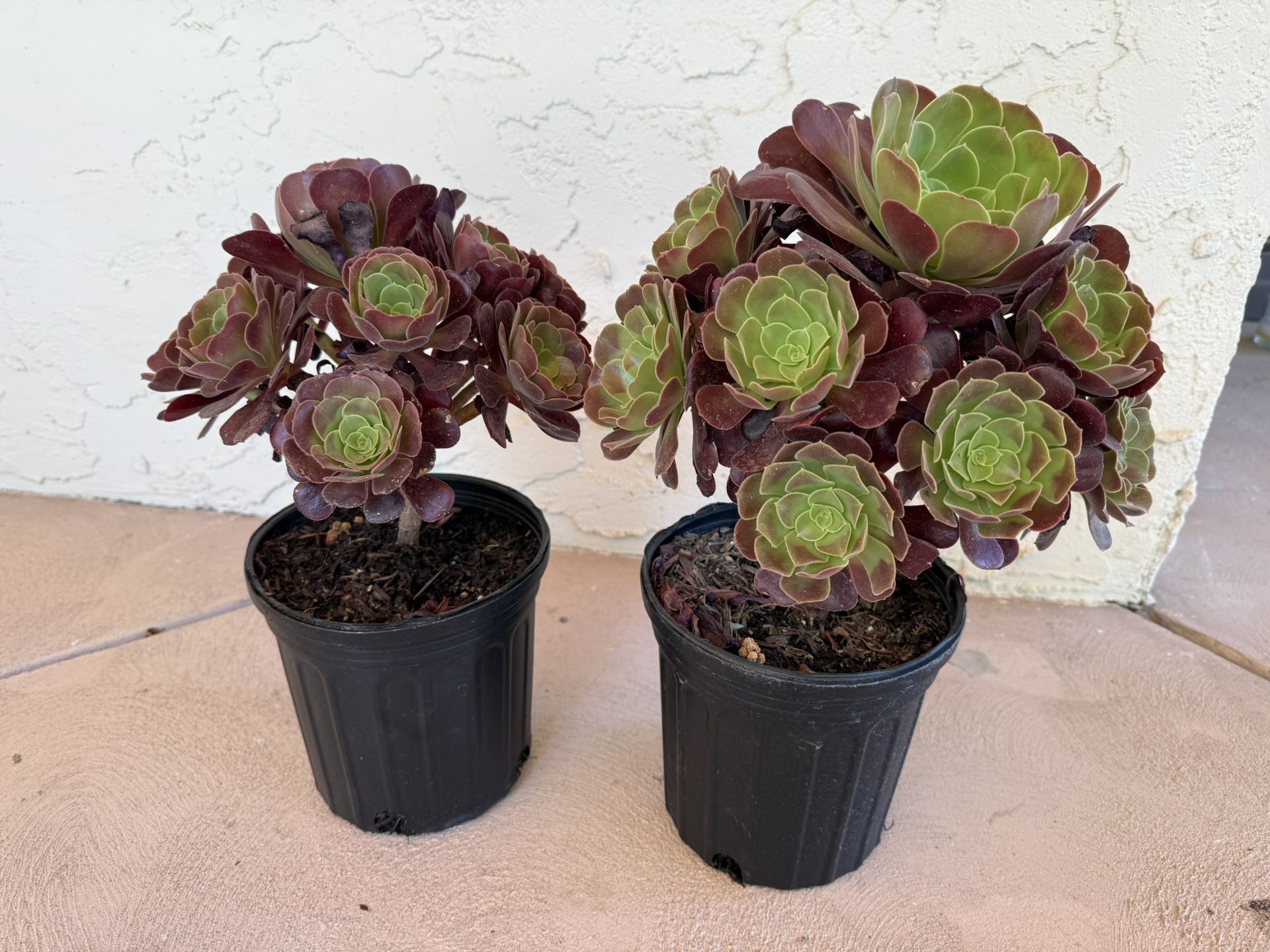 Succulents