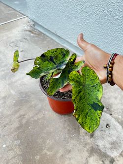 “Mojito” Elephant Ear Plant Colocasia