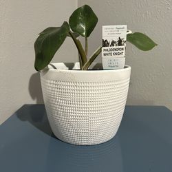 Philodendron White Knight 