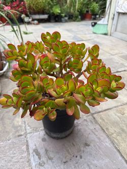 Jade plant