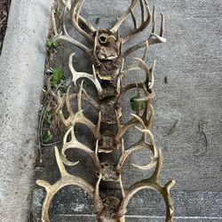 Antlers