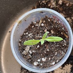 Yellow Pear Tomato Seedling 
