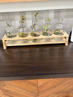 Glass Plant Propagation Station with Wood Stand – 5 Bottles – $30
