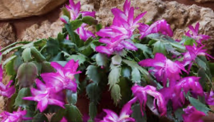purple christmas cactus
