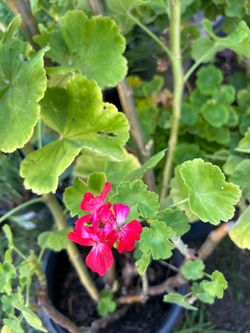 Geranium