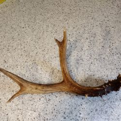 Deer Antler Shed