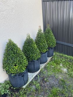 Eugenia Topiary 