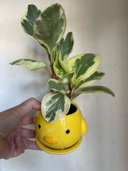 Variegated Pepperomia plant with cute pot