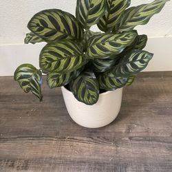 Plant For Room $25 