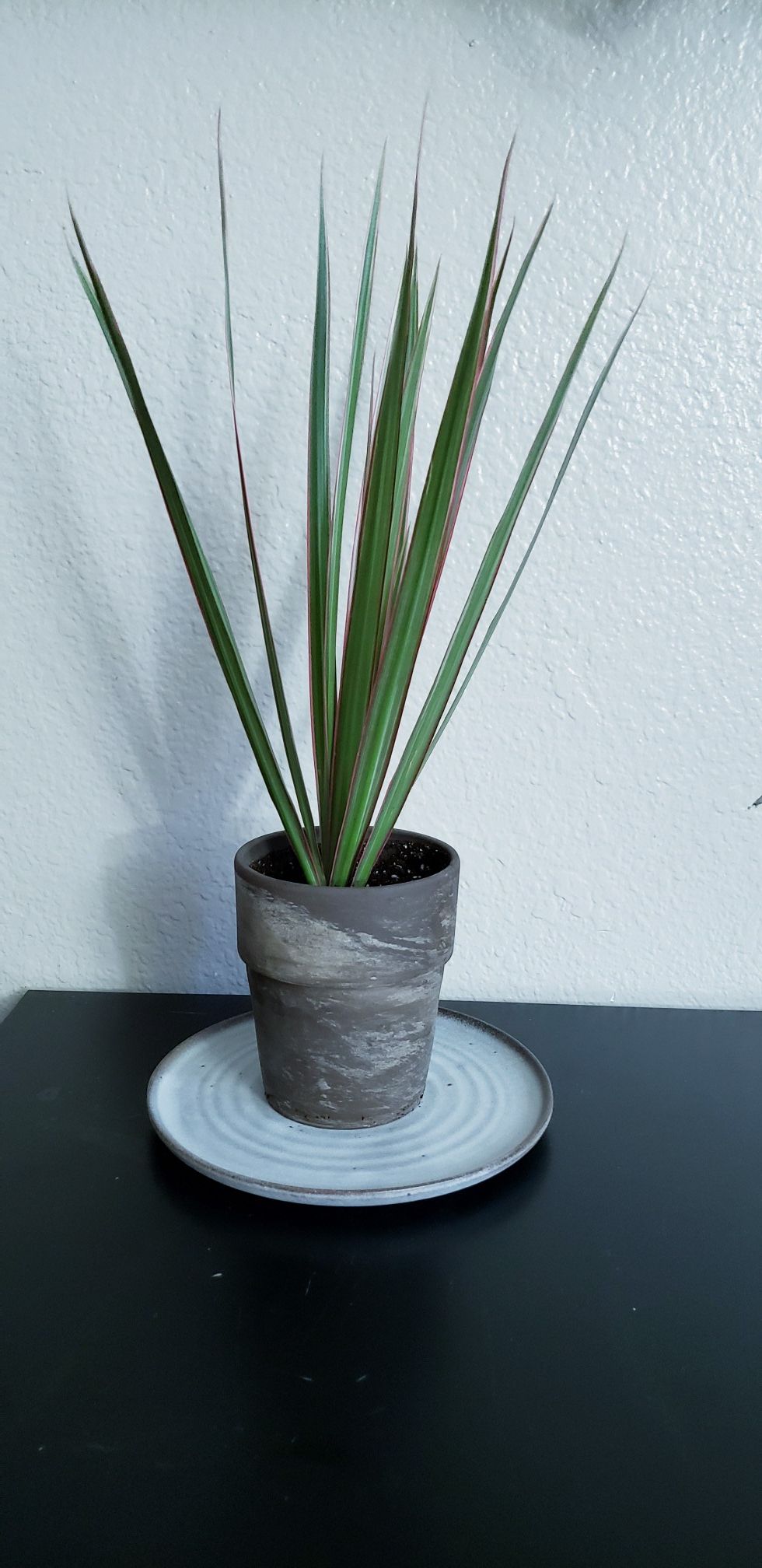 Live plant in terracotta pot with plate