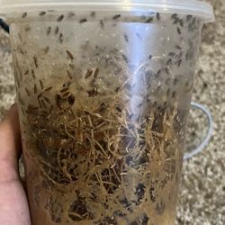 Flightless Fruit Flys For Small Reptiles Or Amphibians. 