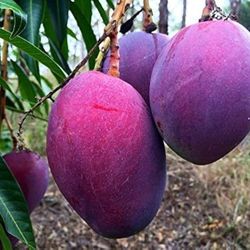 LIVE PLANT 2ft Mango Thai Purple Grafted Mangifera indica fruit tree